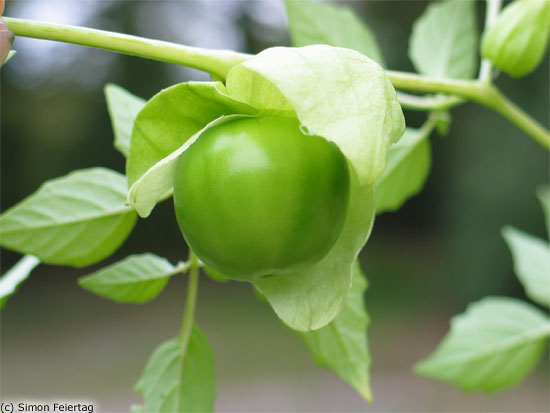 tomatillo 